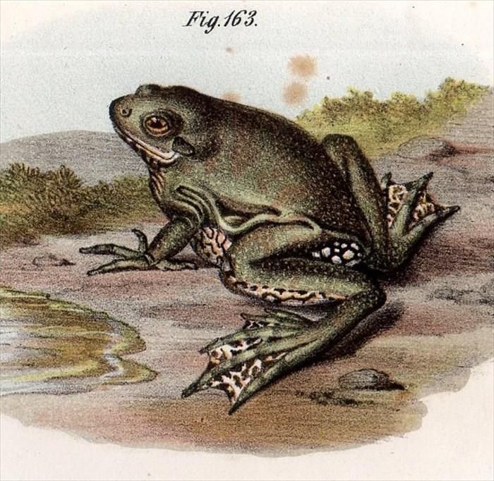 昭和レトロ★ ど根性ガエル ★フーセンガム 外パッケージ レア カネボウ 送料込 昭和レトロ カネボウ フーセン ガムの通販 by レトロスター's