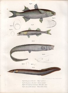 1860ǯ Fitzinger Bilder Atlas Fig.92 ܥ ܥ° ܥ Mugil cephalus