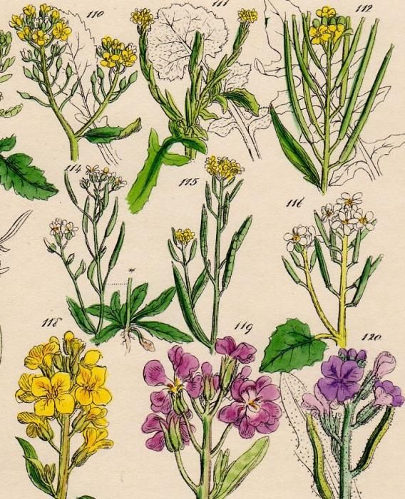 The Art of Botanical Illustration 植物画