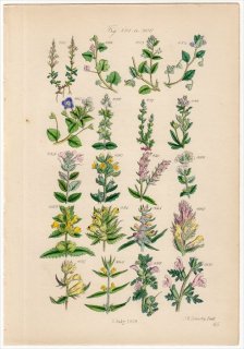 1860ǯ John Sowerby British Wild Flowers Pl.45 Х ʤʤɤοʪ20