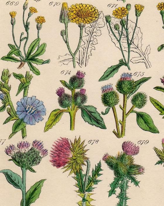 博物画 ボタニカルアート 植物画 アンティークプリント