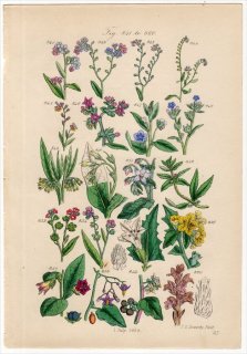 1860ǯ John Sowerby British Wild Flowers Pl.43 饵 ʥʤʤɤοʪ20