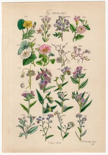 1860年 John Sowerby British Wild Flowers Pl.42 ヒルガオ科 ムラサキ科などの植物20種