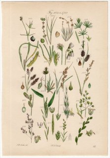 1860ǯ John Sowerby British Wild Flowers Pl.85 ҥॷ ĥꥰʤʤɤοʪ20