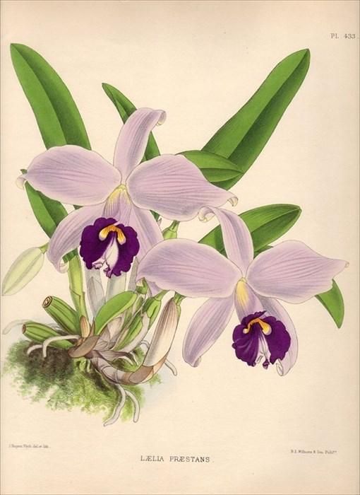 1893年 Warner Orchid Album Pl.433 ラン科 カトレヤ属 LAELIA