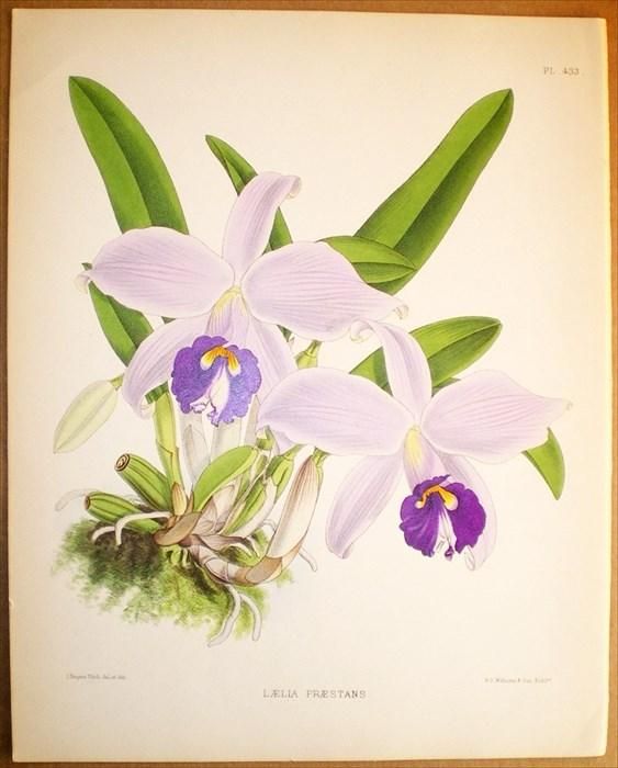 1893年 Warner Orchid Album Pl.433 ラン科 カトレヤ属 LAELIA