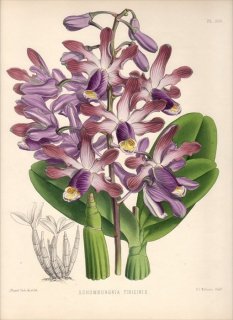 1886ǯ Warner Orchid Album Pl.205  ߥᥳե° SCHOMBURGKIA TIBICINIS