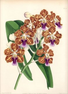 1883ǯ Warner Orchid Album Pl.87  ҥ° VANDA TRICOLOR PLANILABRIS Х