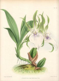 1883ǯ Warner Orchid Album Pl.78  ѥ° ZYGOPETALUM ROSTRATUM