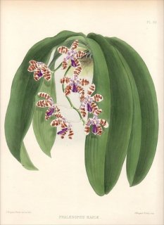 1883ǯ Warner Orchid Album Pl.80  祦° PHALAENOPSIS MARIAE եΥץ