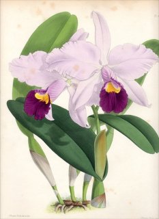 1882年 Warner Orchid Album Pl.45 ラン科 カトレヤ属 CATTLEYA TRIANAE