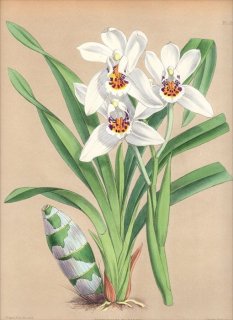 1882ǯ Warner Orchid Album Pl.25  ° CYMBIDIUM PARISHII ӥ