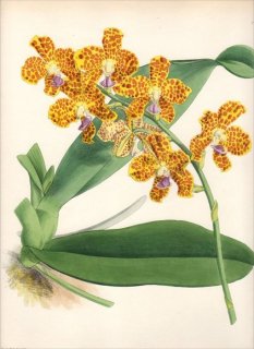 1882年 Warner Orchid Album Pl.15 ラン科 ヒグロキルス属 VANDA PARISHII
