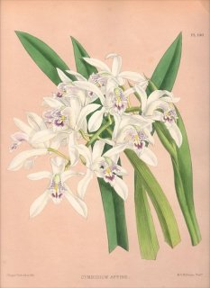 1884年 Warner Orchid Album Pl.140 ラン科 シュンラン属 CYMBIDIUM AFFINE シンビジウム