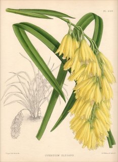 1891年 Warner Orchid Album Pl.430 ラン科 シュンラン属 CYMBIDIUM ELEGANS シンビジウム