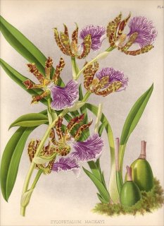 1891年 Warner Orchid Album Pl.427 ラン科 ジゴペタルム属 ZYGOPETALUM MACKAYI