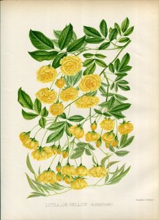 1888ǯ William Paul The Rose Garden Х Х° åХ LUTEA OR YELLOW