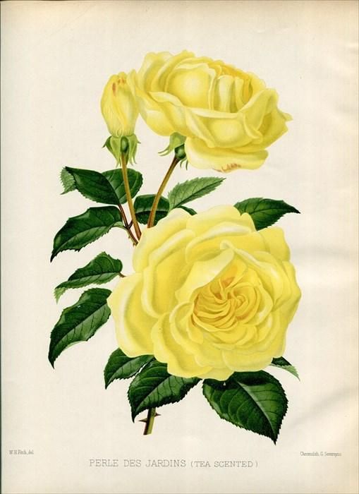 博物画 ボタニカルアート 植物画 アンティークプリント