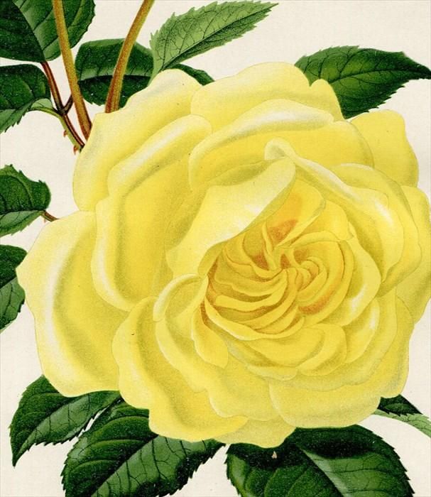 56①Redoute's Rosesバラ画集 洋書古書 ボタンニカルアート