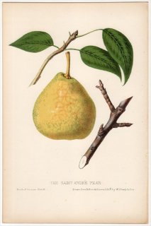 1852年 Hovey The Fruits of America バラ科 ナシ属 セイヨウナシ THE SAINT ANDRE PEAR