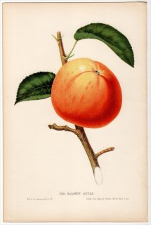 1852年 Hovey The Fruits of America バラ科 リンゴ属 THE BALDWIN APPLE