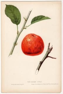 1852ǯ Hovey The Fruits of America Х ° THE BENONI APPLE