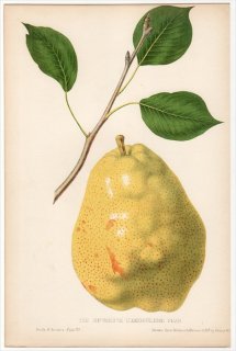 1852年 Hovey The Fruits of America バラ科 ナシ属 THE DUCHESSE D'ANGOULEME PEAR