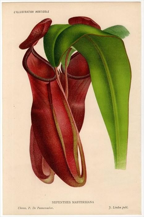 博物図鑑 1958年（ドイツ）昆虫図版ボタニカルアート