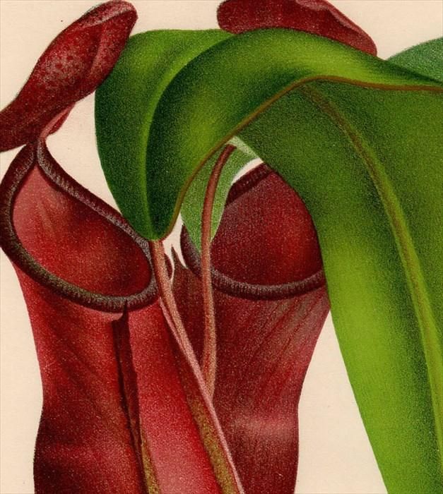 フランス アンティーク ボタニカルアート/植物画 CUSCUTE