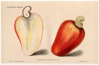 1886ǯ Linden L'Illustration Horticole 륷 塼ʥåȥΥ° 塼ʥå ANACARDIUM OCCIDENTALE