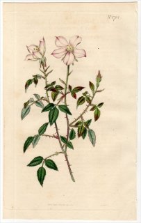 1815ǯ Curtis Botanical Magazine No.1762 Х Х° ROSA SEMPERFLORENS MINIMA