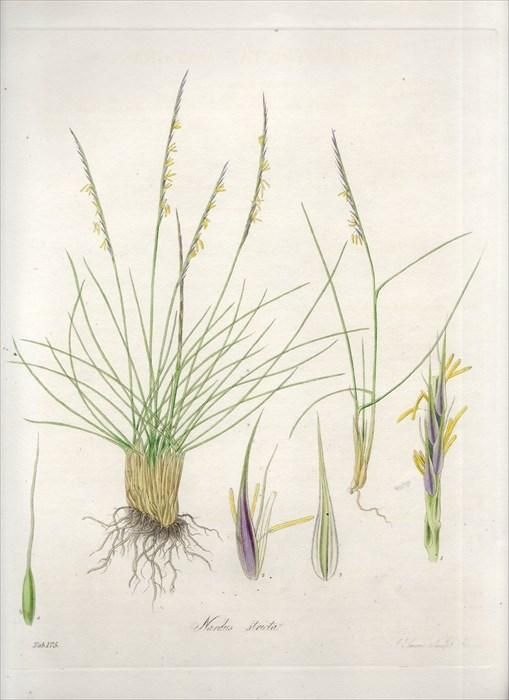 15年 Curtis Flora Londinensis イネ科 オガルカヤ属 Nardus Stricta アンティークプリント ボタニカルアート 博物画の通販サイト Spirito Di Artigiano 15年 Curtis Flora Londinensis イネ科 オガルカヤ属 Nardus Stricta アンティークプリント ボタニカルアート 博物画の通販サイト Spirito Di Artigiano