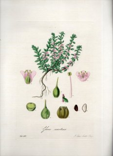 1835ǯ Curtis Flora Londinensis 饽 ȥΥ° ߥߥɥ GLAUX MARITIMA