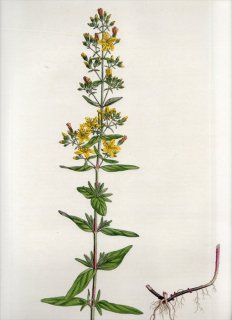 1835ǯ Curtis Flora Londinensis ȥ꥽ ȥ꥽° HYPERICUM HIRSUTUM