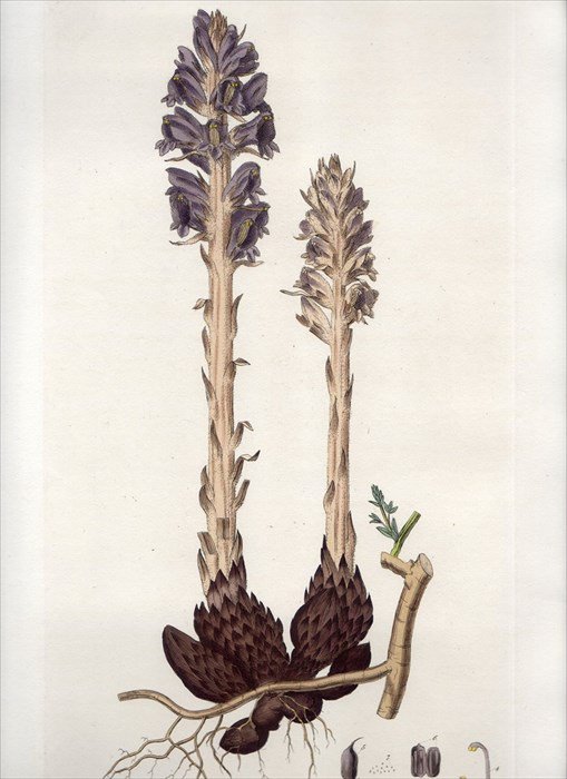 1835年 Curtis Flora Londinensis ハマウツボ科 ハマウツボ属 OROBANCHE MAJOR - アンティークプリント  博物画 ボタニカルアートの通販サイト Spirito di Artigiano