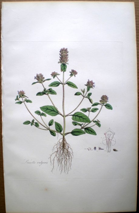 1835年 Curtis Flora Londinensis シソ科 ウツボグサ属 ウツボグサ PRUNELLA VULGARIS -  アンティークプリント 博物画 ボタニカルアートの通販サイト Spirito di Artigiano