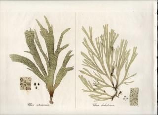 1835ǯ Curtis Flora Londinensis ߥ ߥ ULVA DICHOTOMA ULVA ATOMARIA 