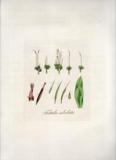 1835ǯ Curtis Flora Londinensis ܥ󥴥 ͥ쥴° TORTULA SUBULATA 