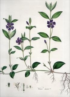 1835ǯ Curtis Flora Londinensis 祦ȥ ĥ˥˥° ҥĥ˥˥ VINCA MINOR