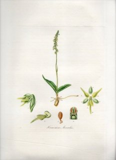 1835ǯ Curtis Flora Londinensis  ५° ɥ HERMINIUM MONORCHIS