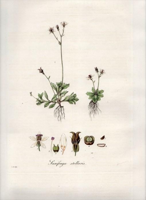 15年 Curtis Flora Londinensis ユキノシタ科 ユキノシタ属 Saxifraga Stellaris アンティークプリント ボタニカルアート 博物画の通販サイト Spirito Di Artigiano