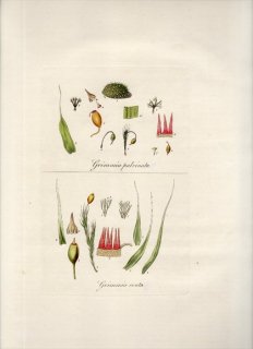 1835年 Curtis Flora Londinensis ギボウシゴケ科 ギボウシゴケ属 GRIMMIA PULVINATA 苔