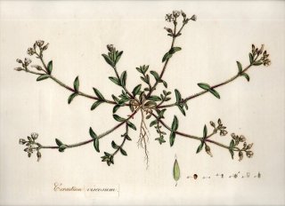 1835年 Curtis Flora Londinensis ナデシコ科 ミミナグサ属 オランダミミナグサ CERASTIUM VISCOSUM