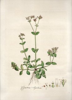 1835年 Curtis Flora Londinensis ナデシコ科 ミミナグサ属 CERASTIUM VULGATUM