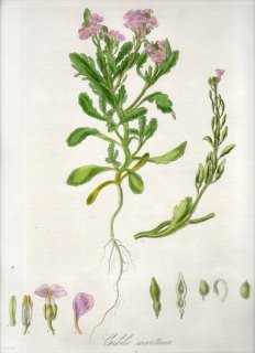 1835年 Curtis Flora Londinensis アブラナ科 オニハマダイコン属 CAKILE MARITIMA