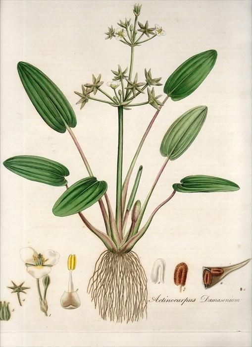 15年 Curtis Flora Londinensis オモダカ科 ダマソニウム属 Actinocarpus Damasonium アンティークプリント ボタニカルアート 博物画の通販サイト Spirito Di Artigiano