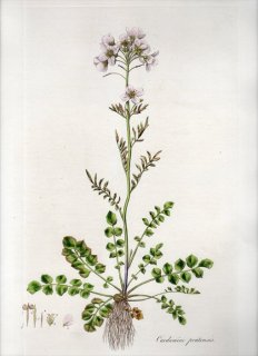 1835ǯ Curtis Flora Londinensis ֥ʲ ͥĥХ° ϥʥͥĥХ CARDAMINE PRATENSIS