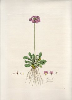 1835年 Curtis Flora Londinensis サクラソウ科 サクラソウ属 セイヨウユキワリソウ PRIMULA FARINOSA