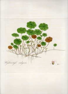 1835年 Curtis Flora Londinensis ウコギ科 チドメグサ属 ウチワゼニクサ HYDROCOTYLE VULGARIS