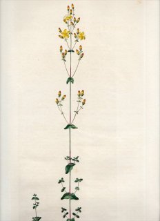 1835ǯ Curtis Flora Londinensis ȥ꥽ ȥ꥽° HYPERICUM PULCHRUM